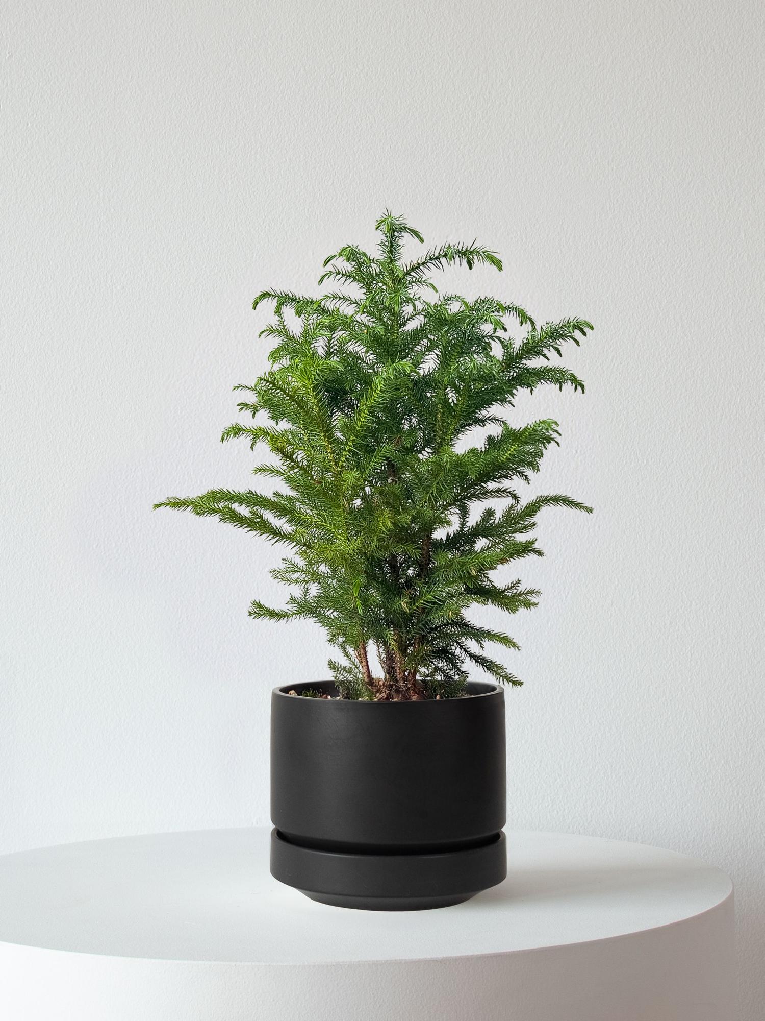 Norfolk Island Pine
