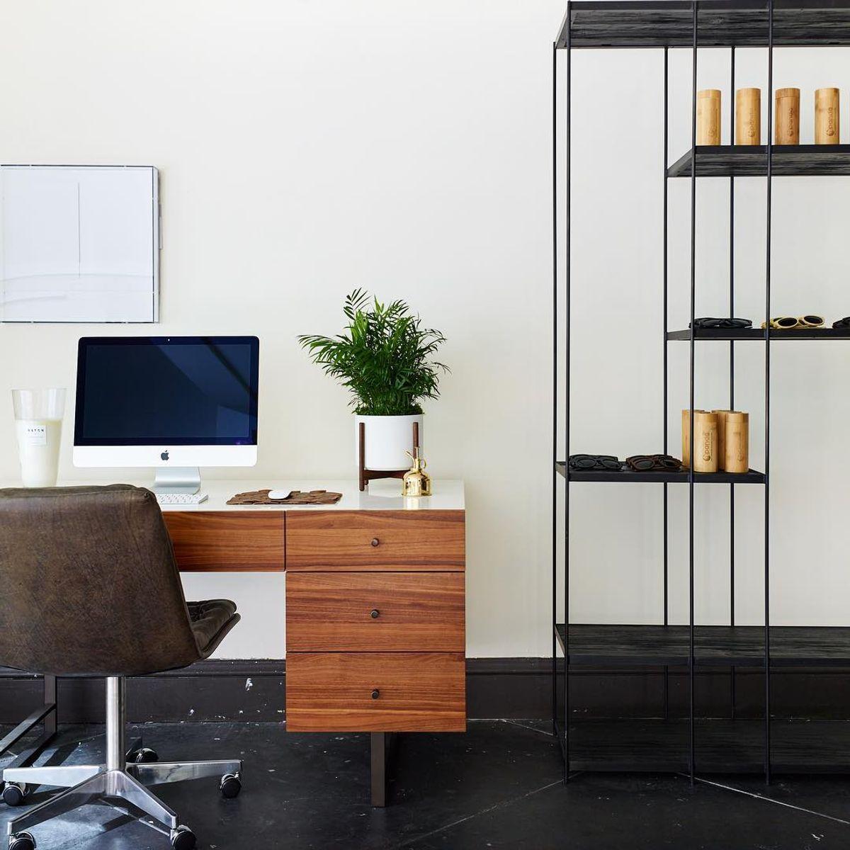 Parlor Palm Office Plant