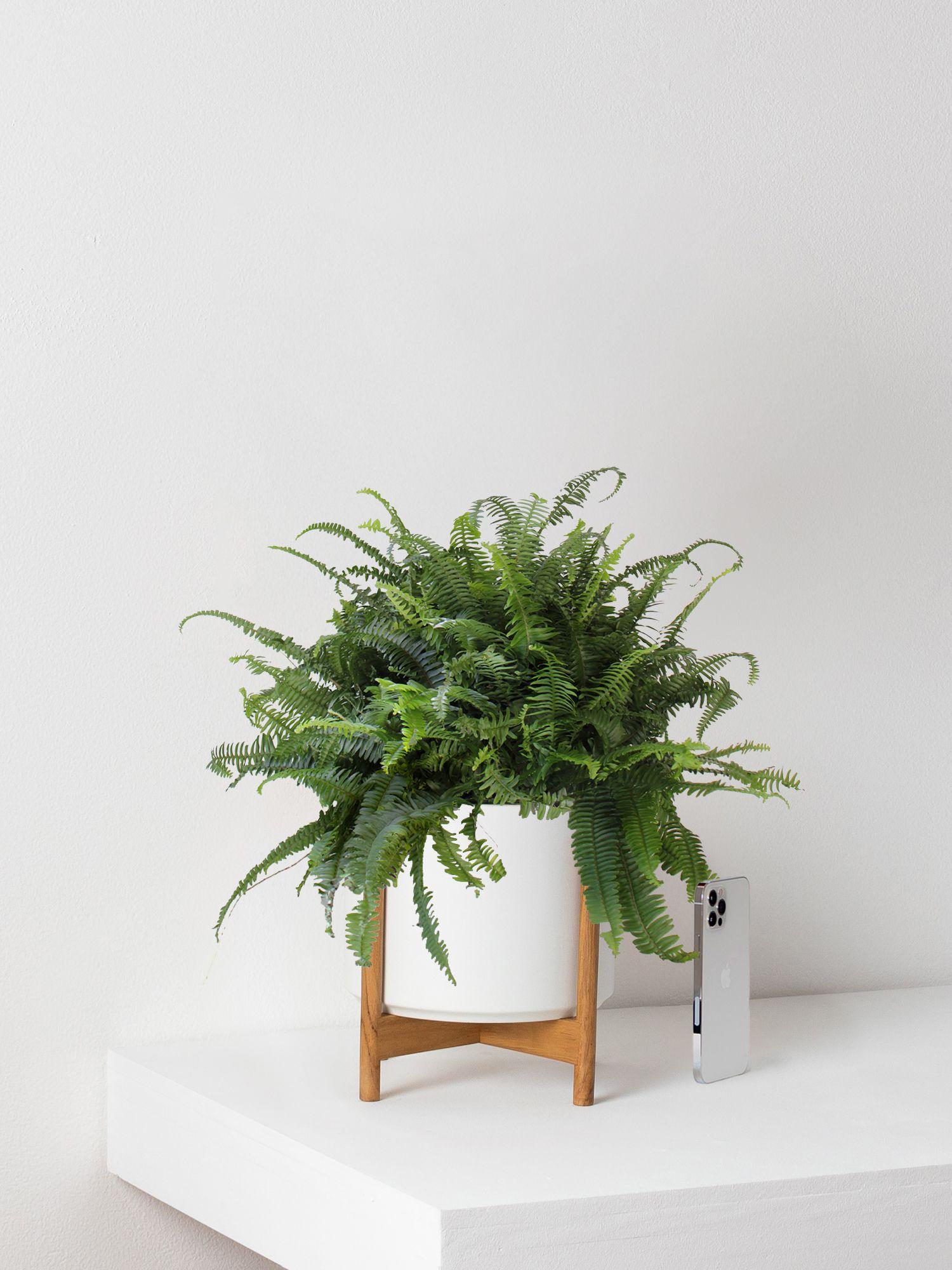 Boston Fern
