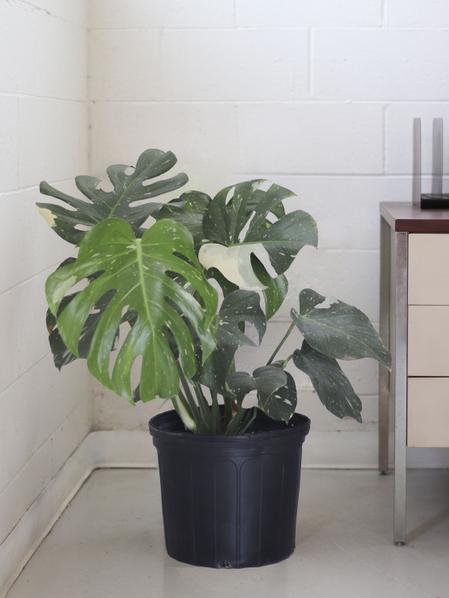 Monstera Thai Constellation