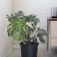 Monstera Thai Constellation