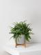 Boston Fern