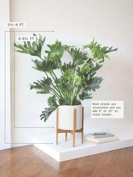 Hope Philodendron