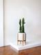 Jade Cactus Trio