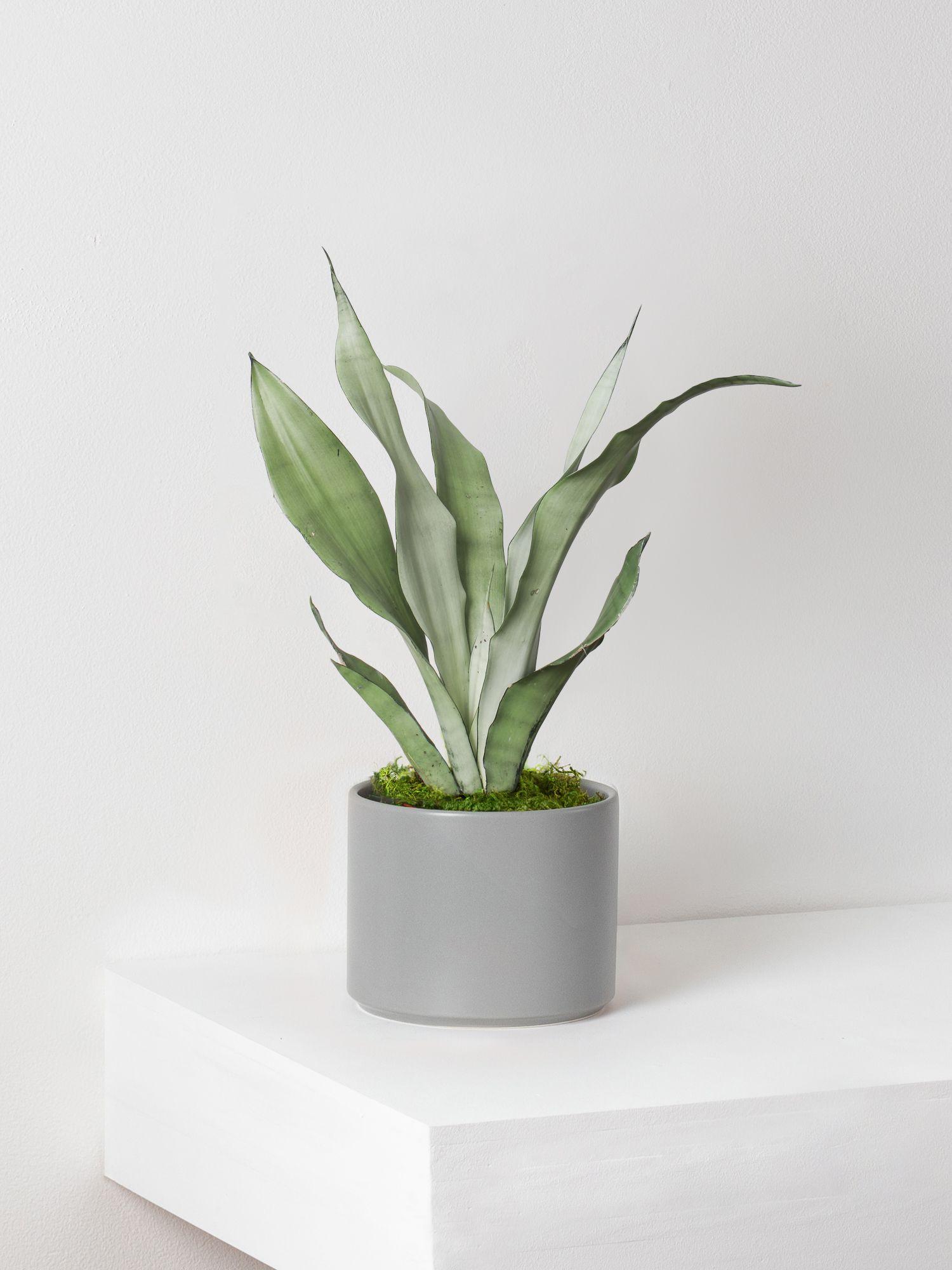 Moonshine Snake Plant