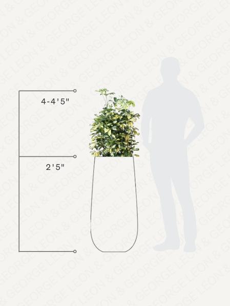 Schefflera Gold Capella
