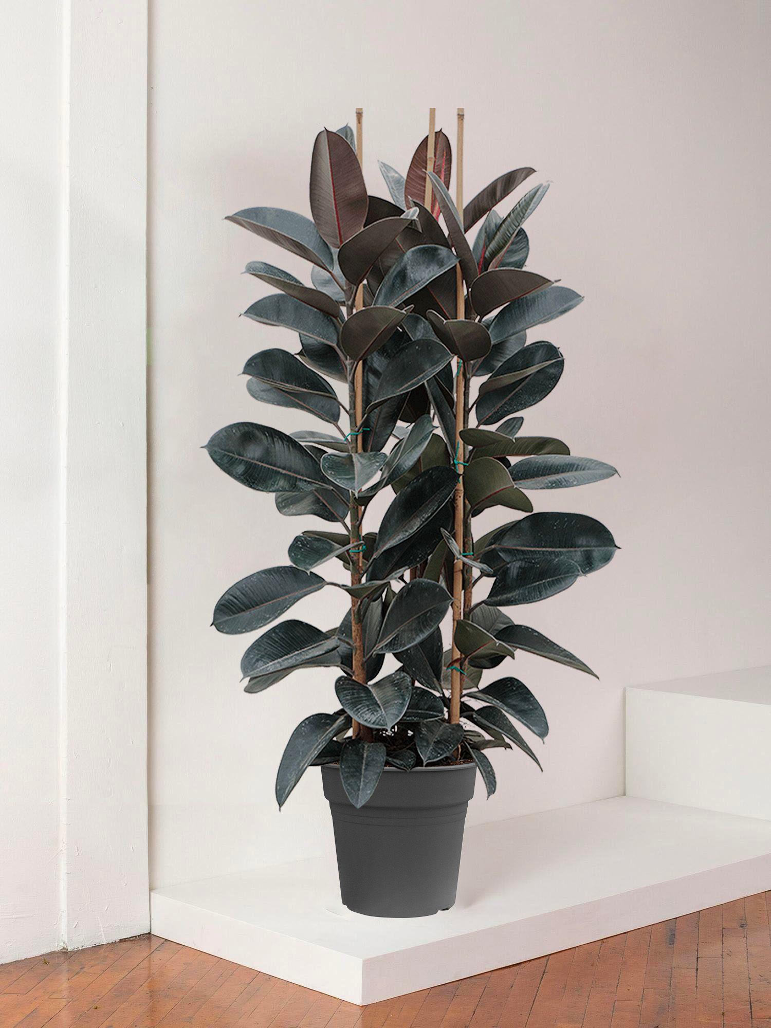 Ficus Elastica Abidjan