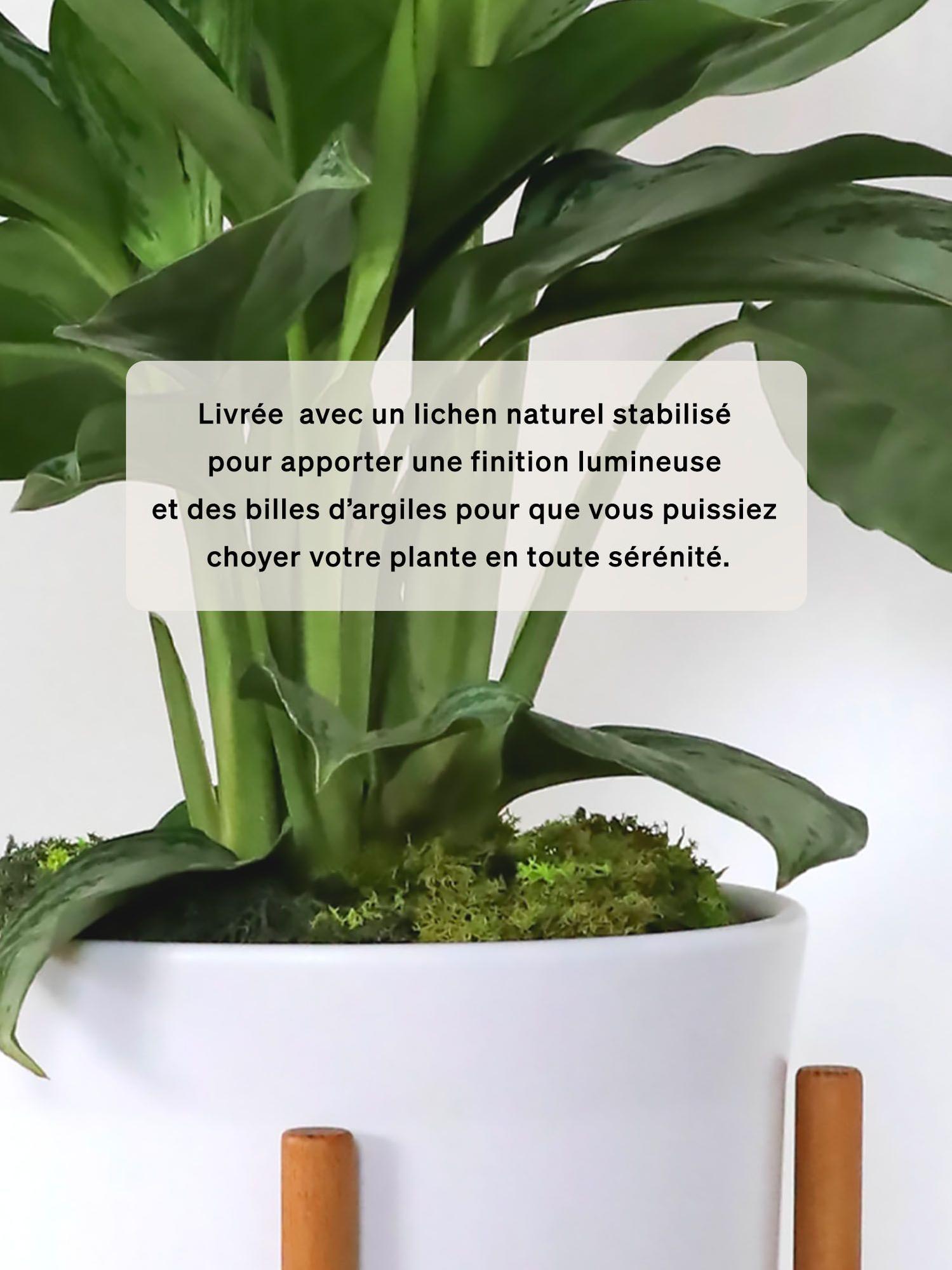 Duo Monstera X Silver Evergreen- Mid-Century