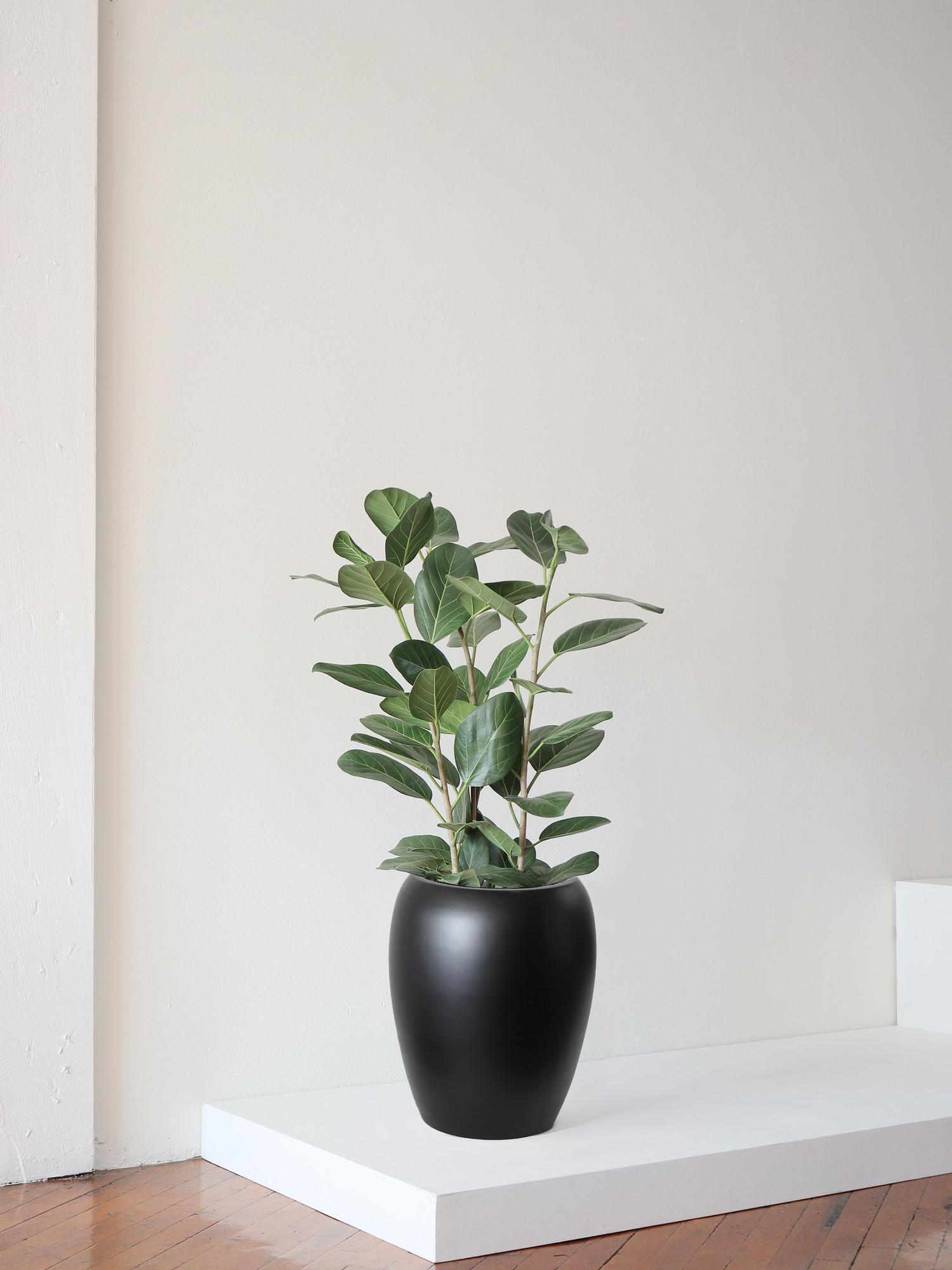 Ficus Audrey