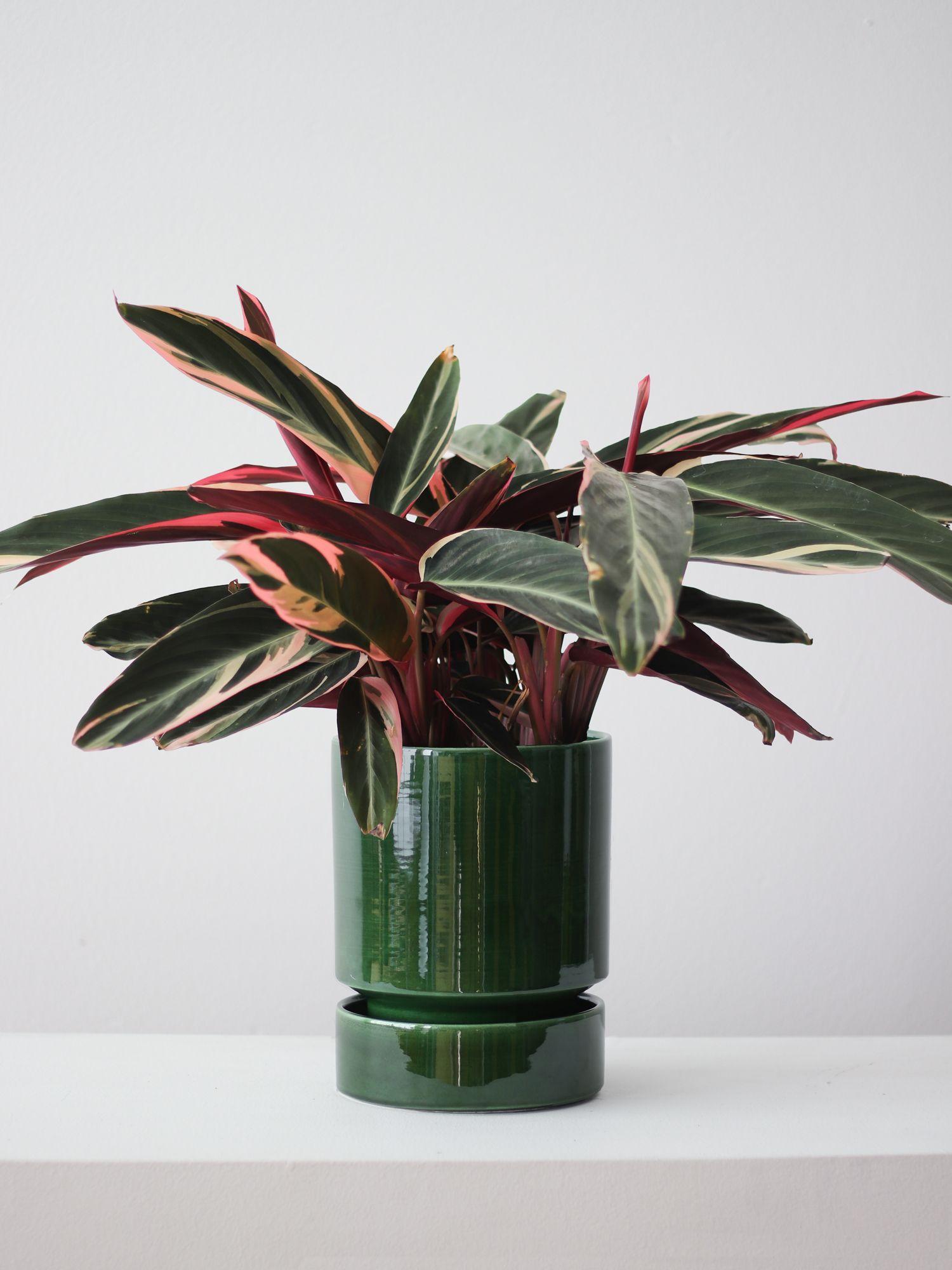 Magenta Triostar - Emerald With Saucer 
