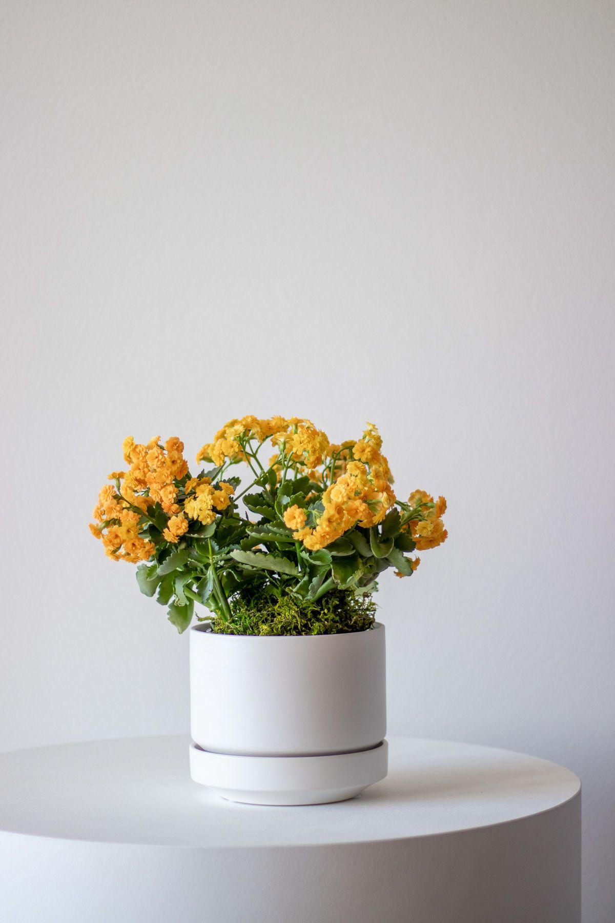 Sunshine Calandiva in Scandinavian - Medium