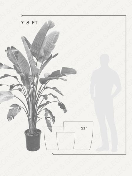 Bird of Paradise