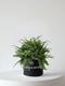Boston Fern