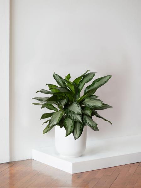 Silver Evergreen