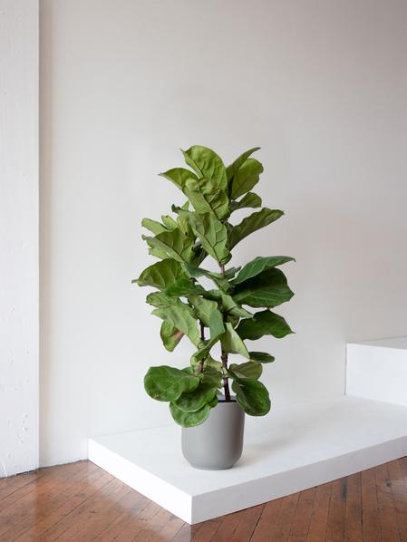 Fiddle Leaf Fig Bush