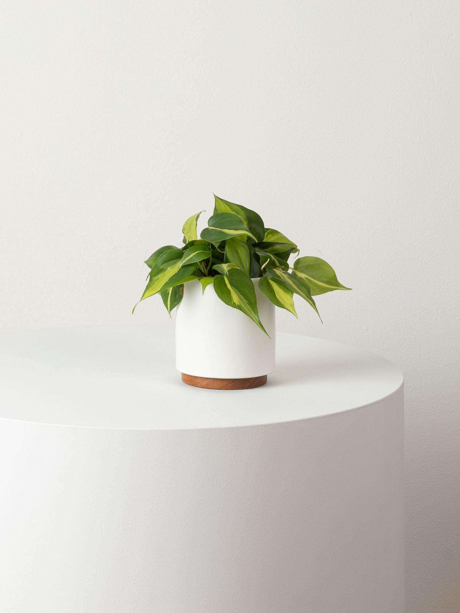 Discover our collection of small accent plants, ideal as accents or gifts for any occasion. All plants are guaranteed for 45 days and include lifetime access to the Léon & George Plant Doctor service.