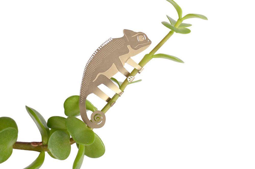 Plant Animal Caméléon