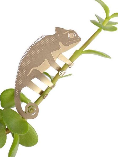 Plant Animal Caméléon