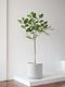 Ficus Audrey Tree