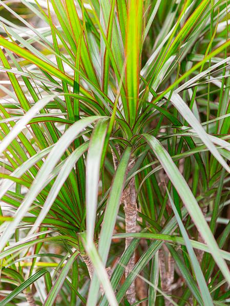 Dracaena Marginata