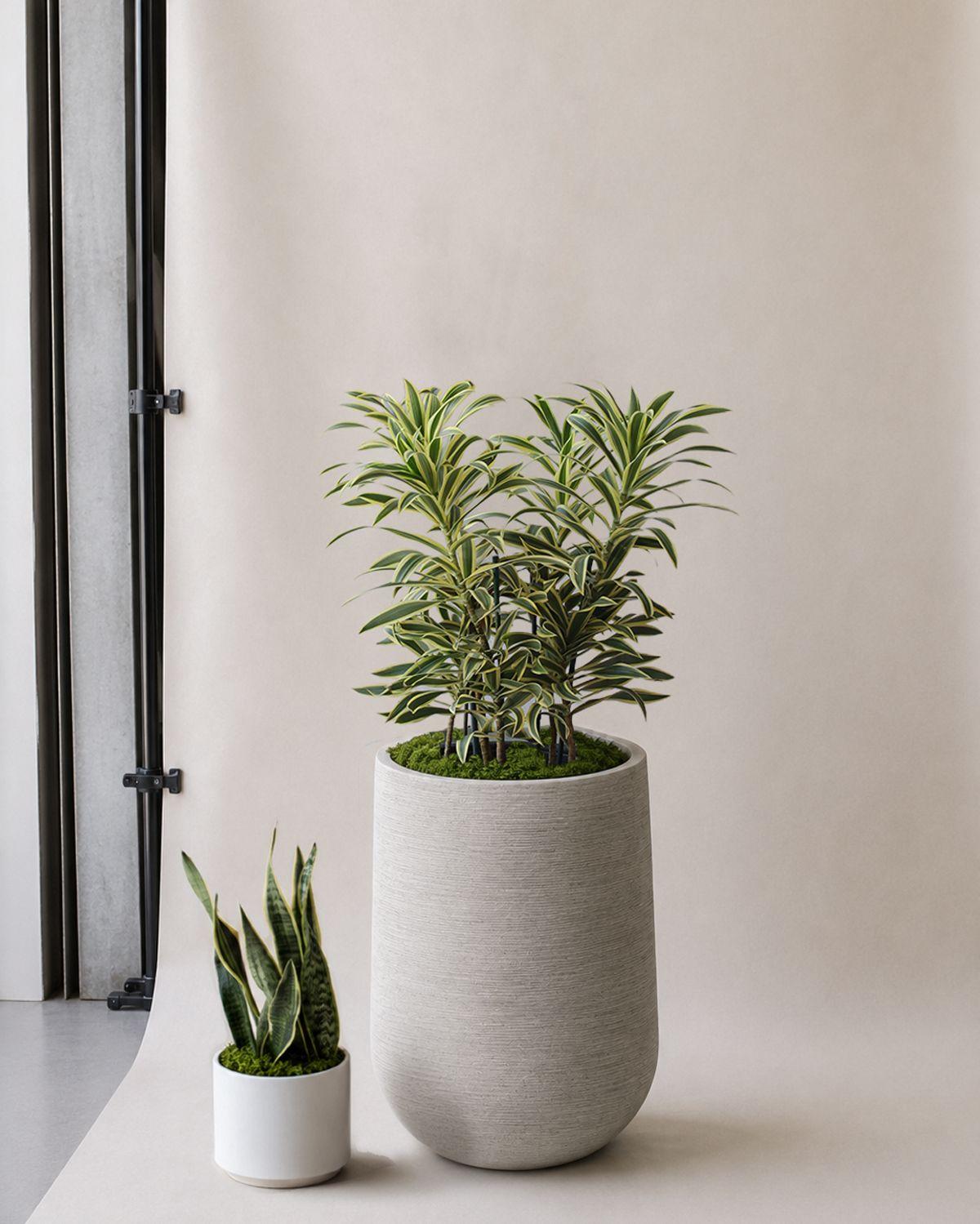 Dracaena Song of India - Scale