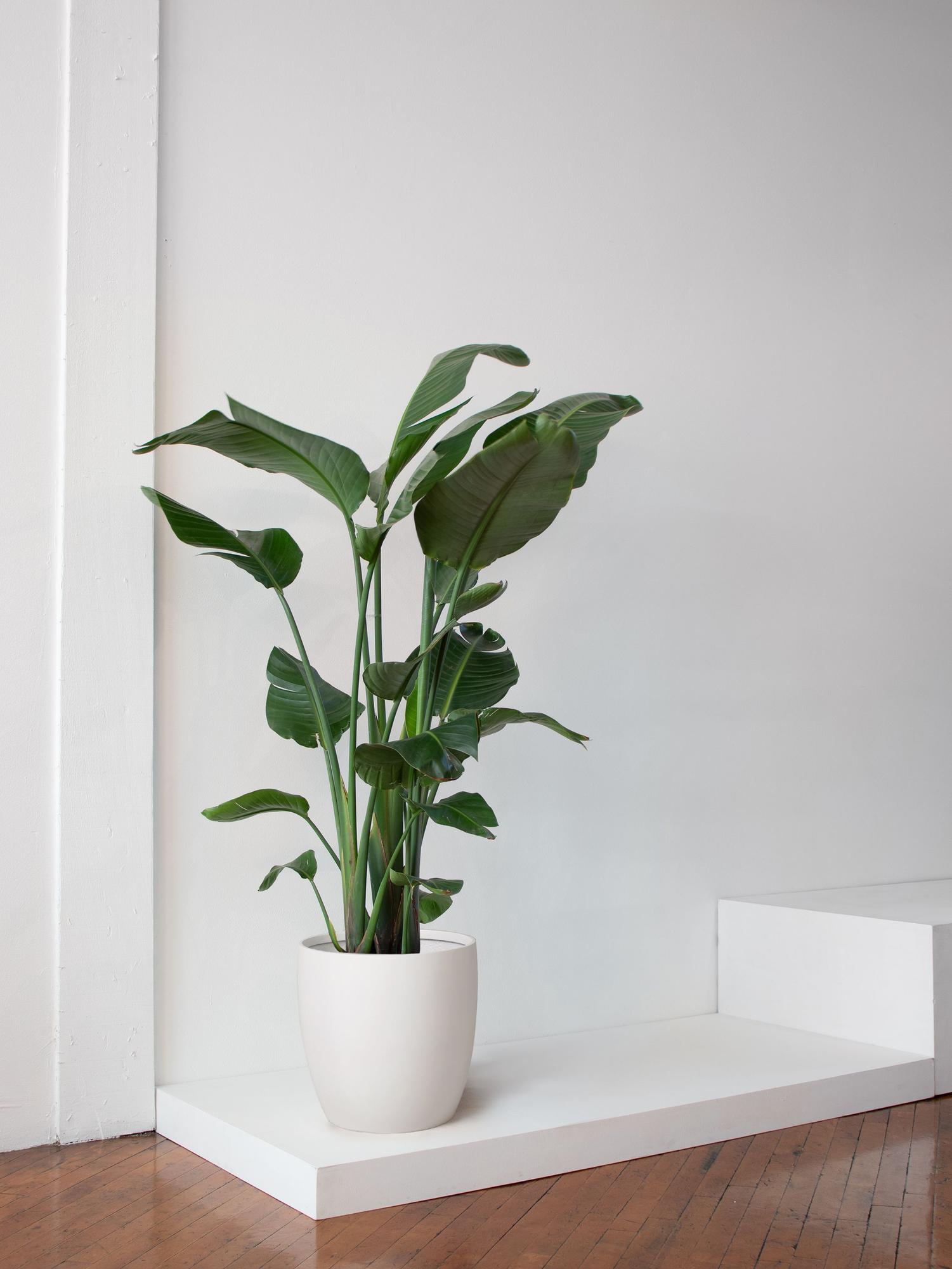 Bird of Paradise Extra Large (5-6 ft tall) – White Mediterra Pot