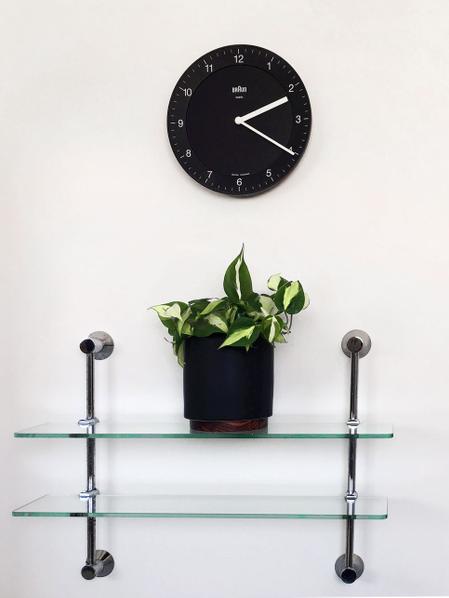 Philodendron Brasil