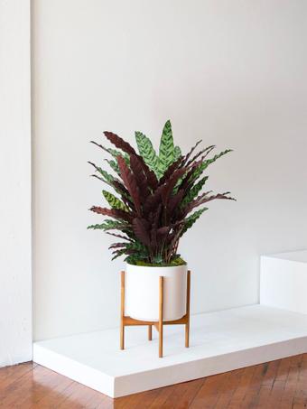 indoor plants picture