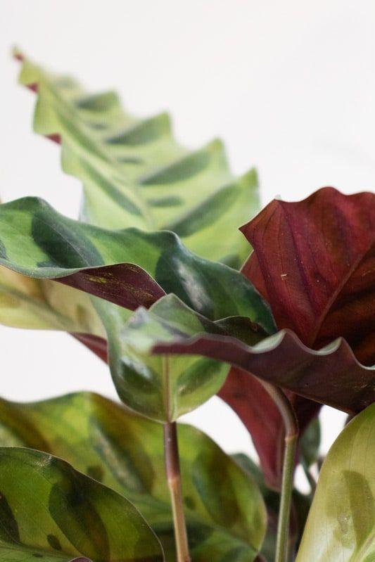 Calathea Rattlesnake
