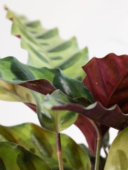 Calathea Rattlesnake