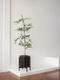 Black Olive Tree