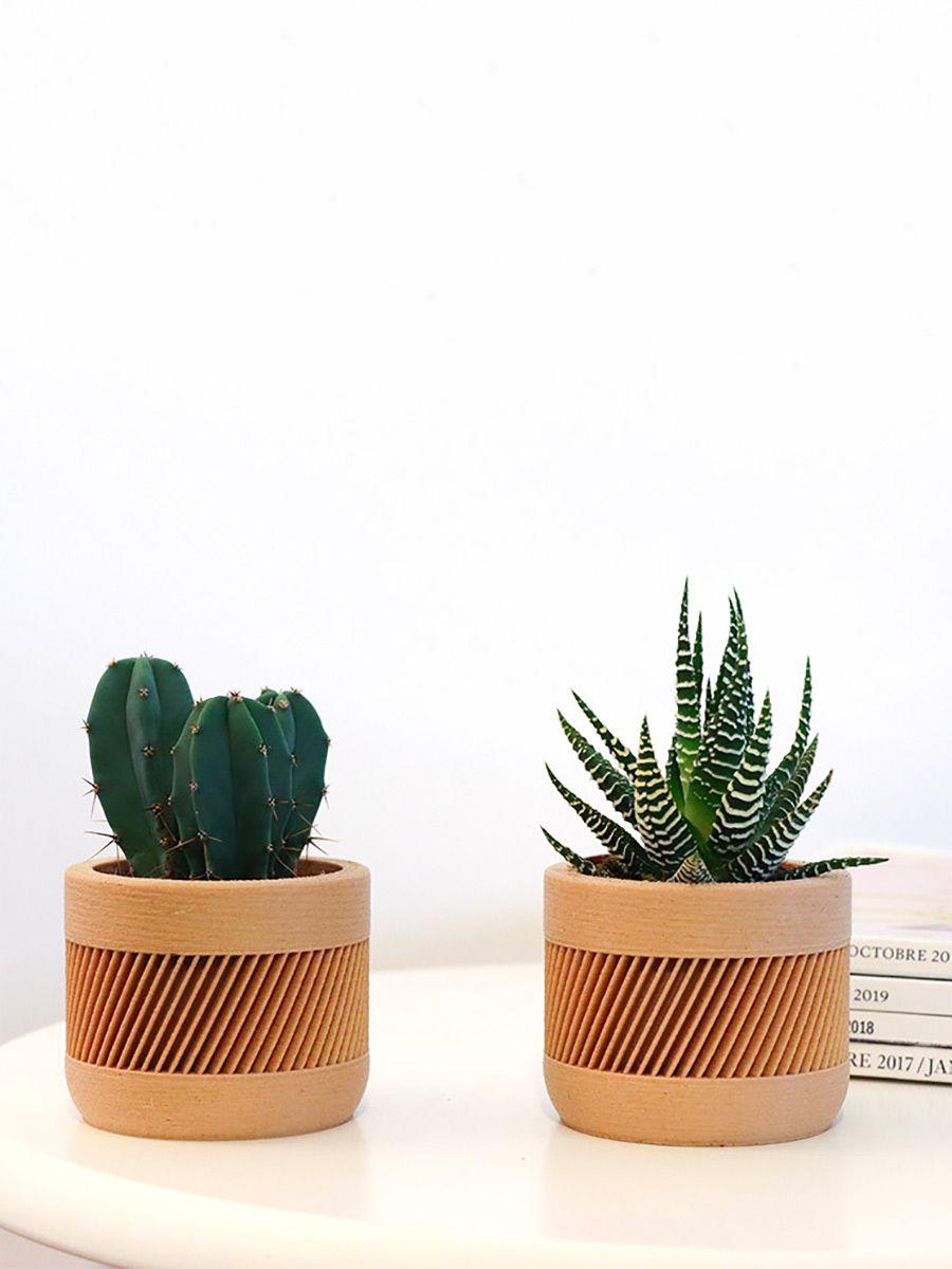 Duo Cactus X Big Band