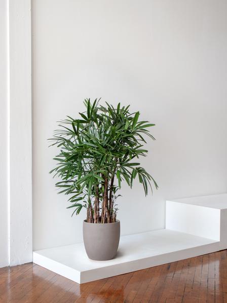 Lady Palm