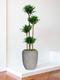 Dracaena Fragrans Compacta