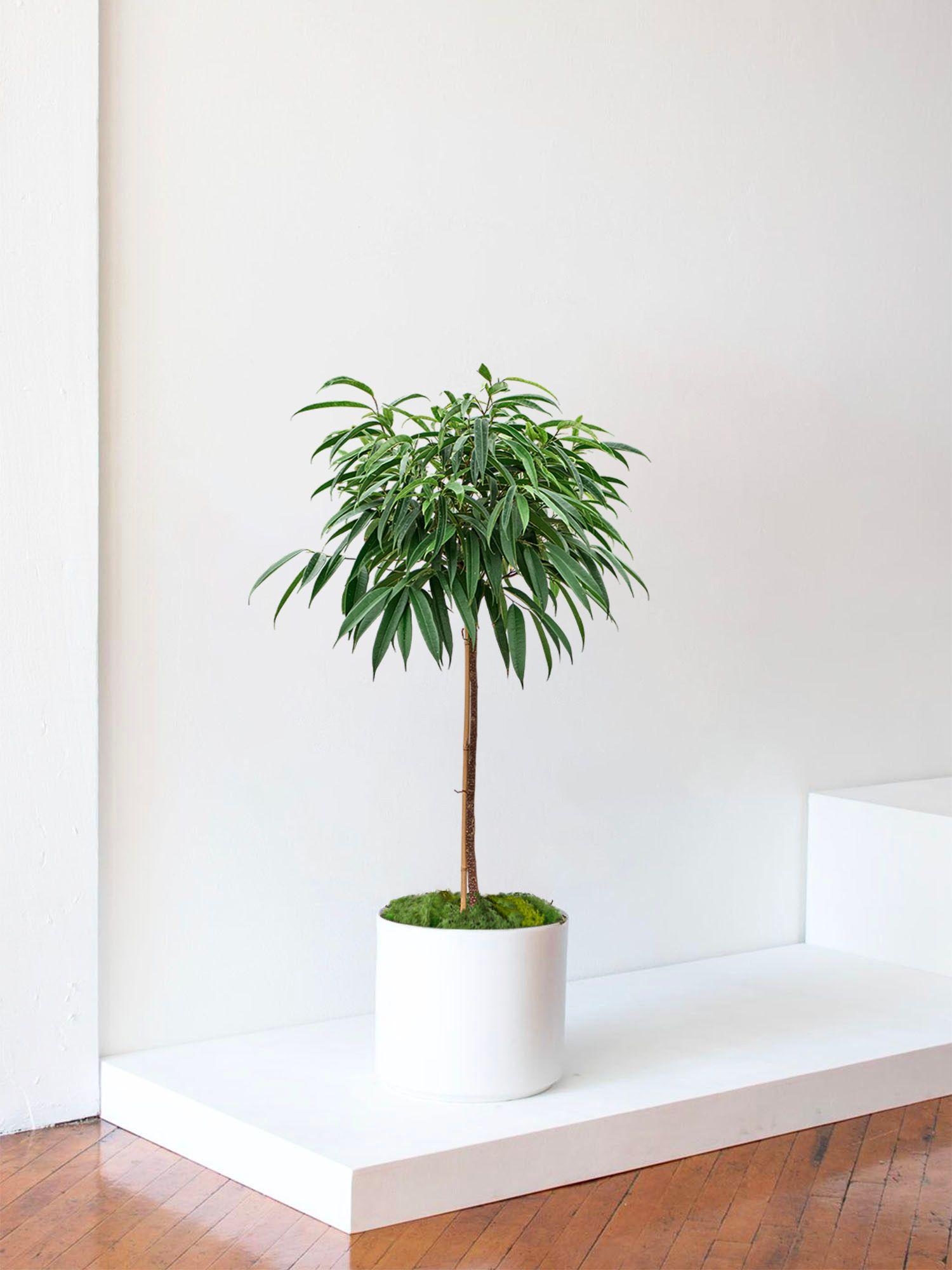 neem zimmerpflanzen Neem Tree Plant