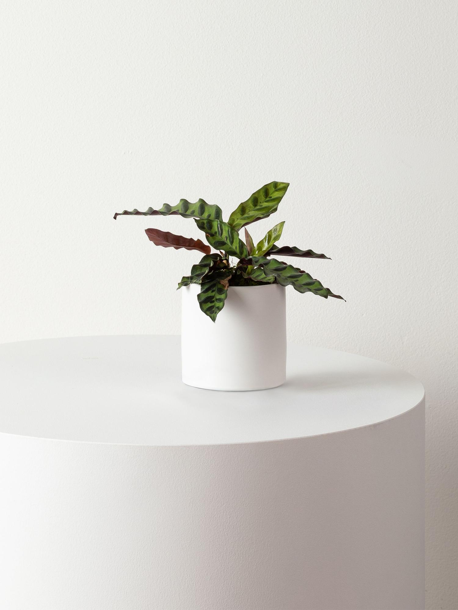 Calathea Rattlesnake - White Mid-Century Ceramic 