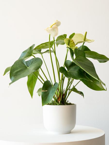 Anthurium - Queen of Spades