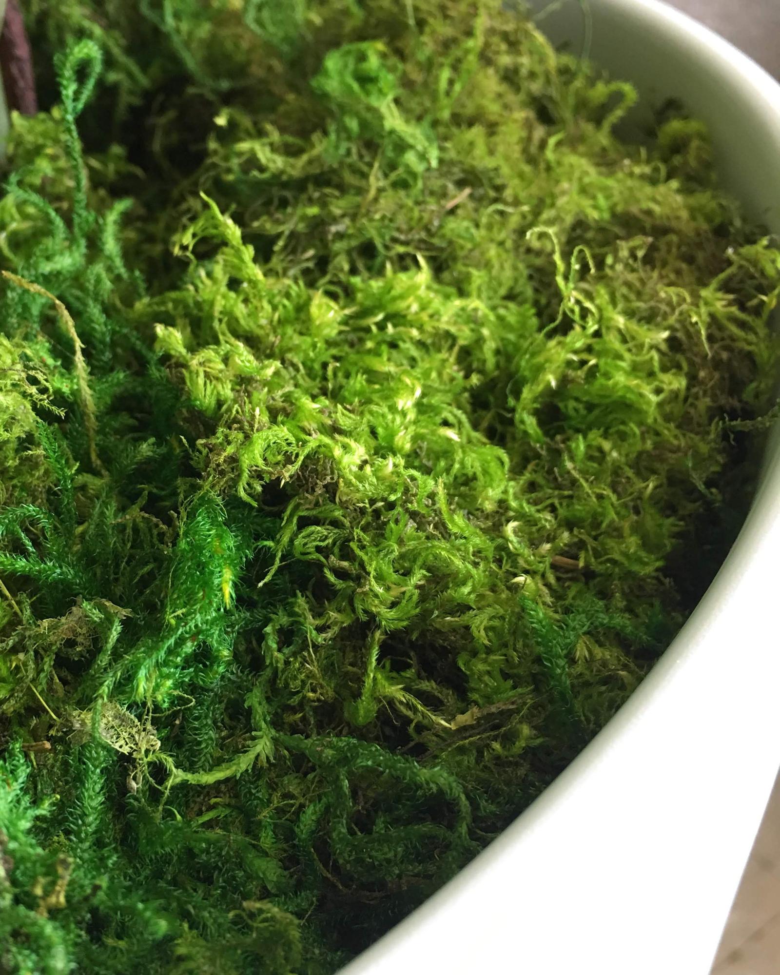Preserved Forest Moss