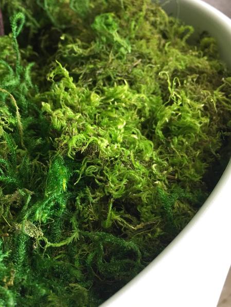 Preserved Forest Moss