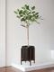 Ficus Audrey Tree