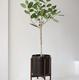 Ficus Audrey Tree