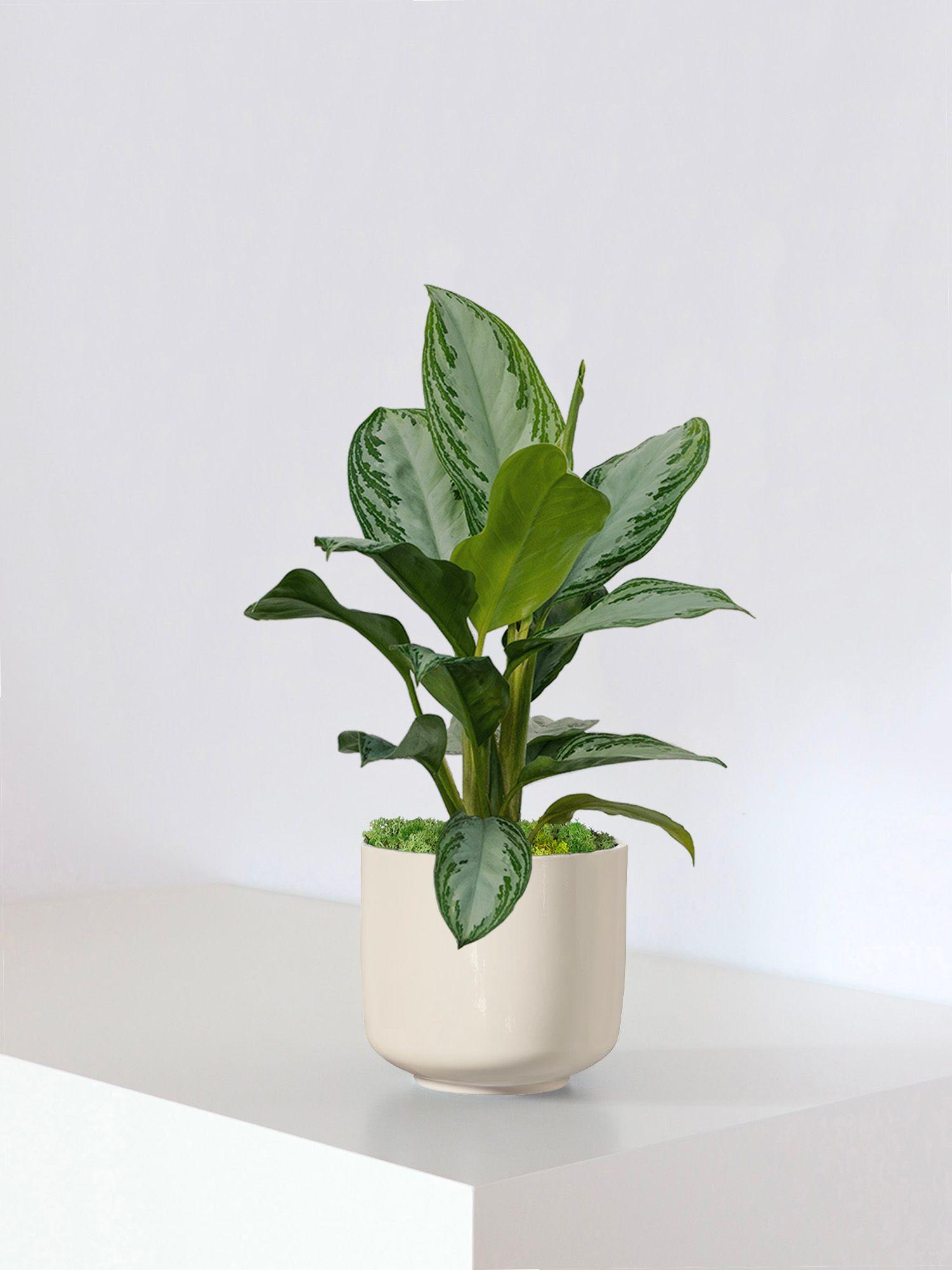 Silver Evergreen - Le 19 - Curvy blanc perle 