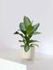 Silver Evergreen