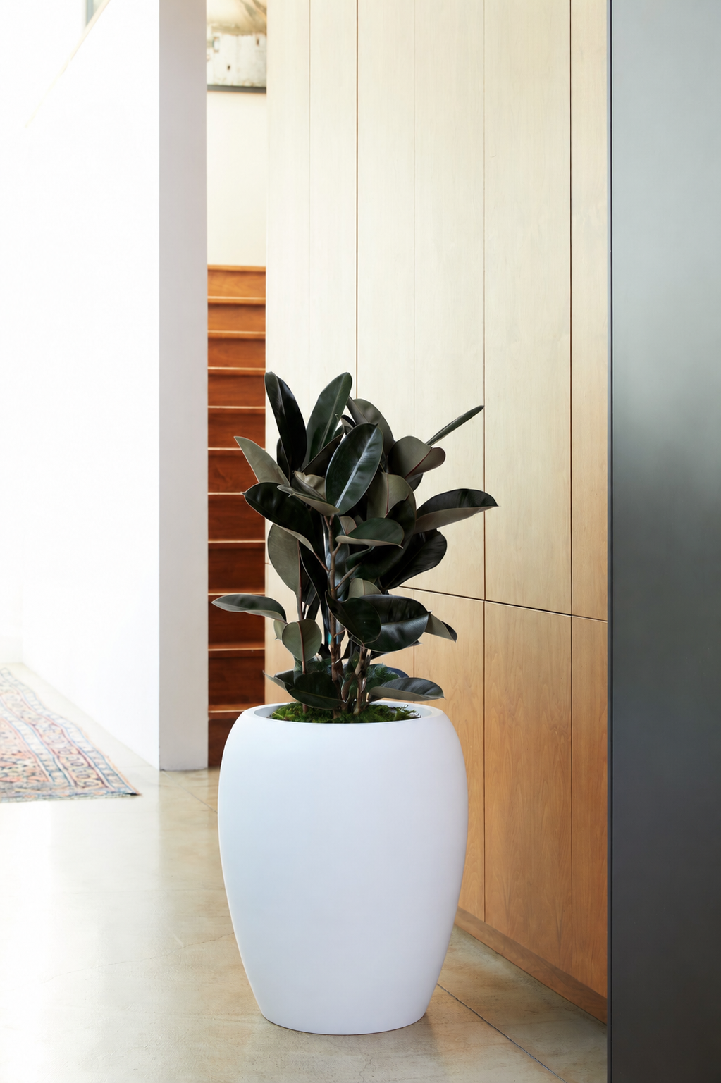 Rubber Tree - White Calix Pot