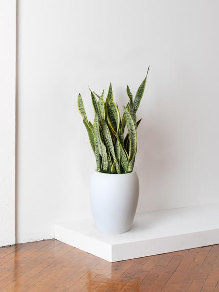 Snake Plant Laurentii