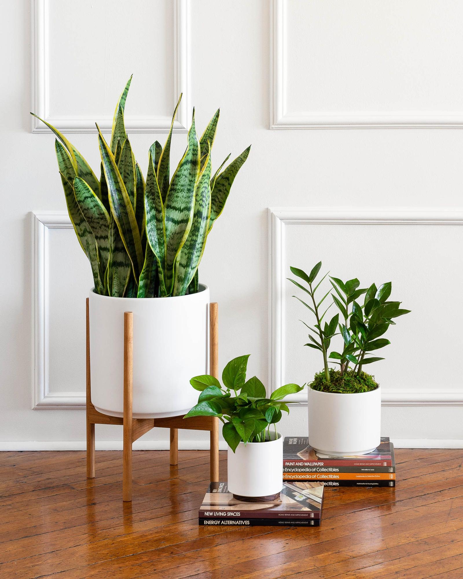 Easy-Care Indoor Plants collection