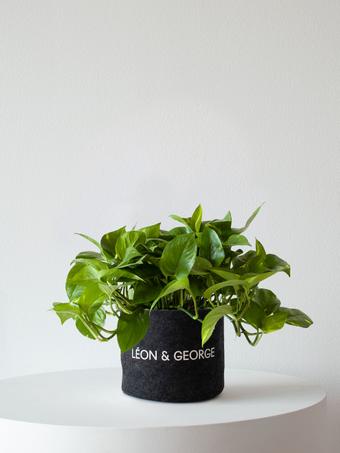 indoor plants picture