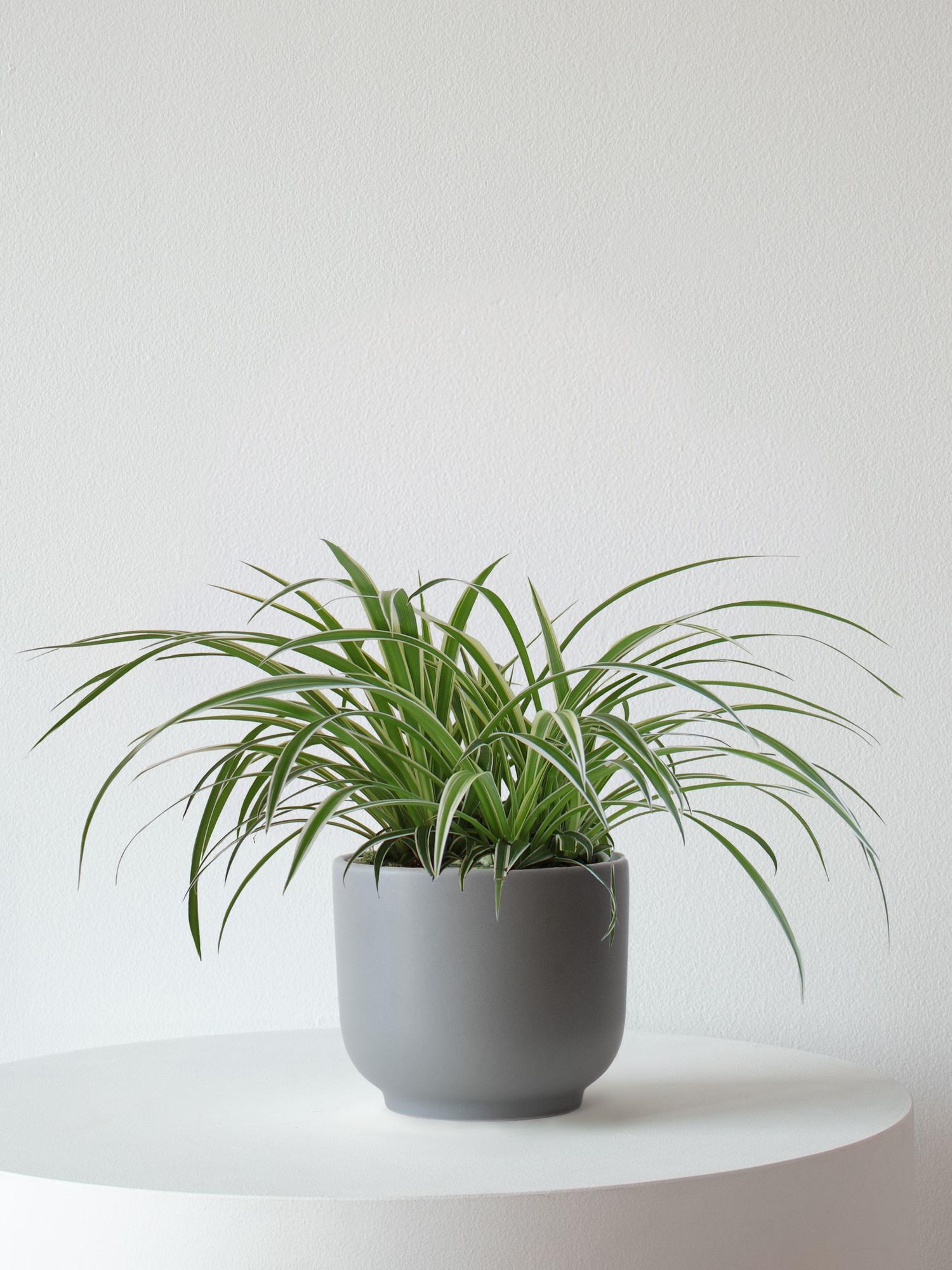 Spider Plant
