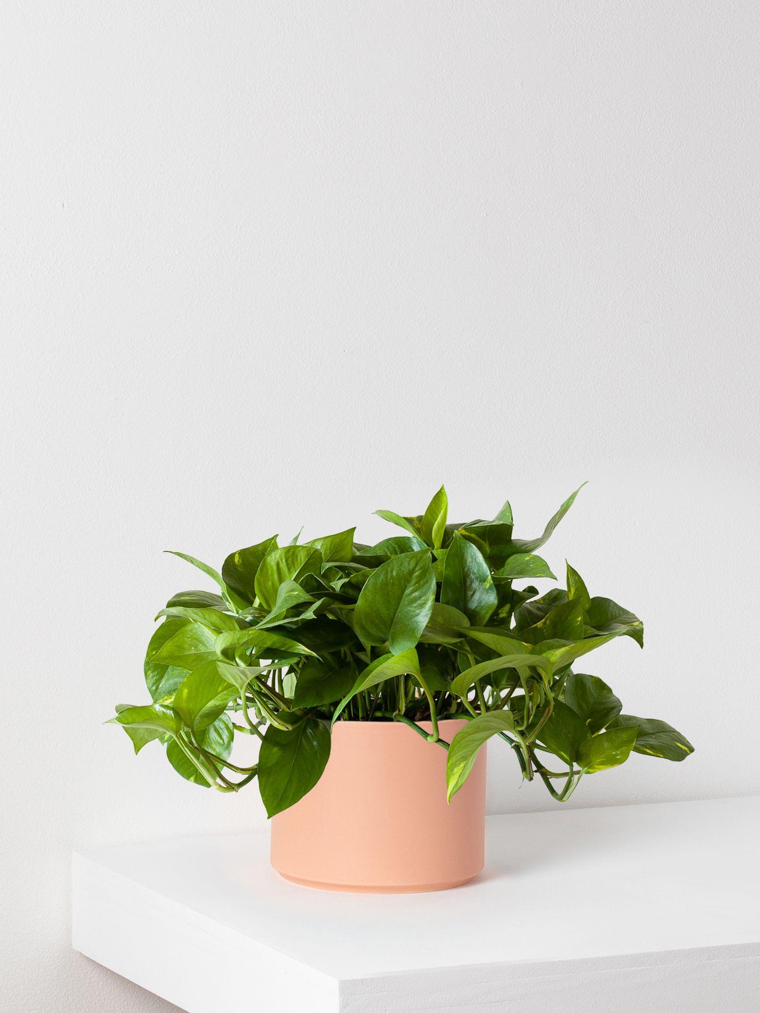 Cascading Pothos - Coral Mid-Century Ceramic 