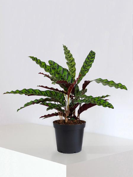 Calathea Paon de Rio
